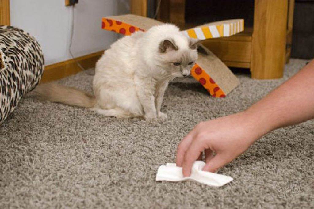 Метят ли кошки территорию как коты: что делать и как отучить