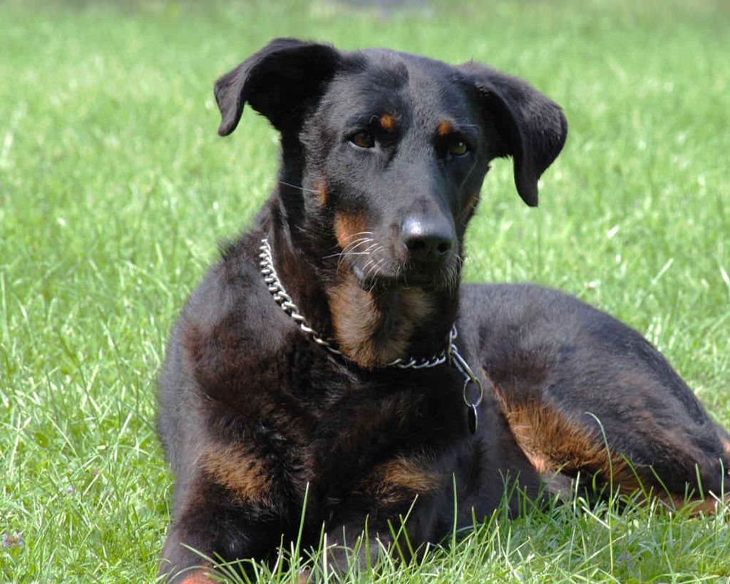 Босерон или босская пастушья - 125 фото, краткая характеристика и обзор особенностей собаки