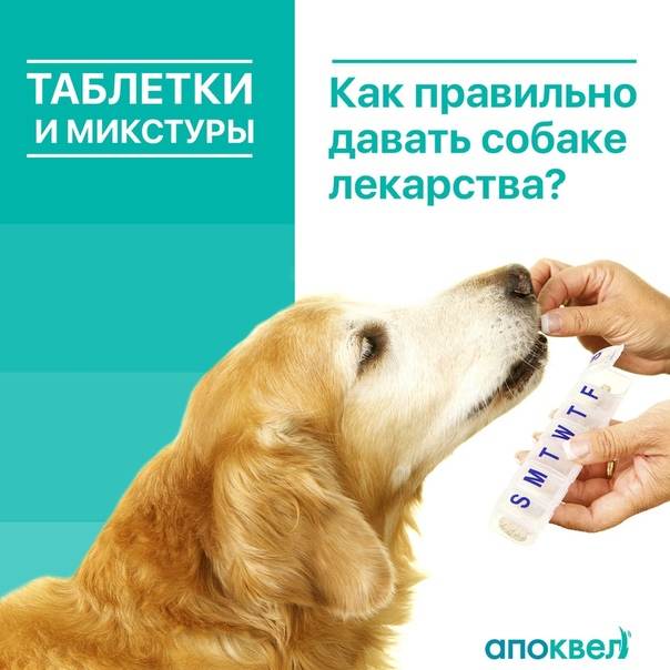 Как дать таблетку щенку?