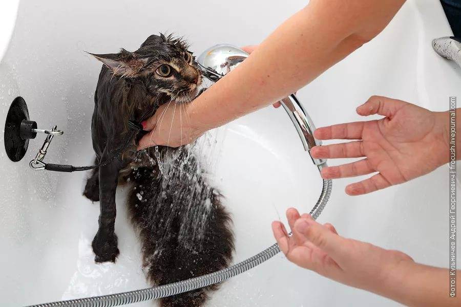 Как часто можно мыть собаку, как часто нужно мыть щенка