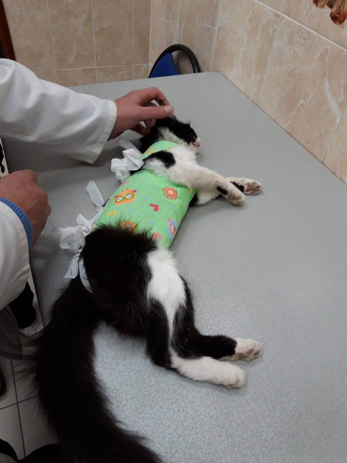 Уход за кошкой после операции