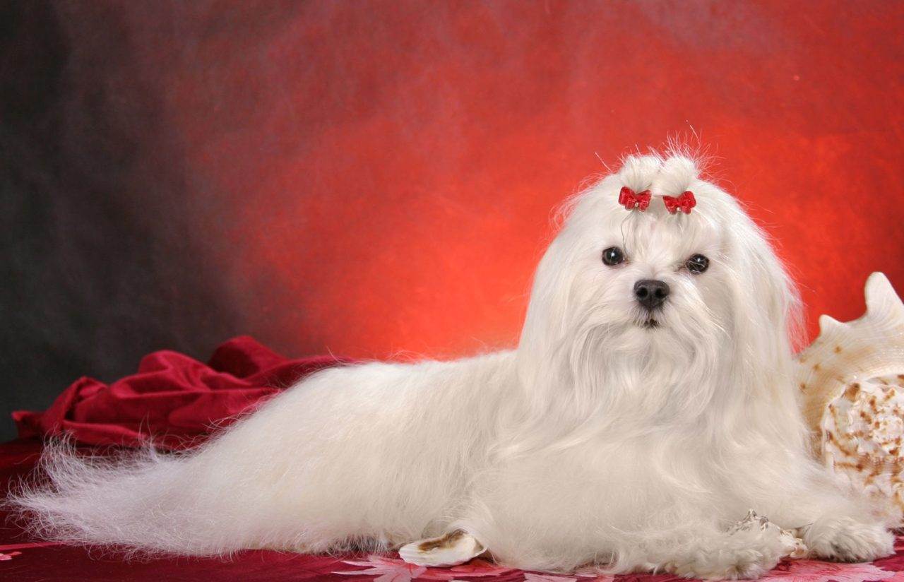 Мальтезе (мальтийская болонка): внешность и характер, фото собаки