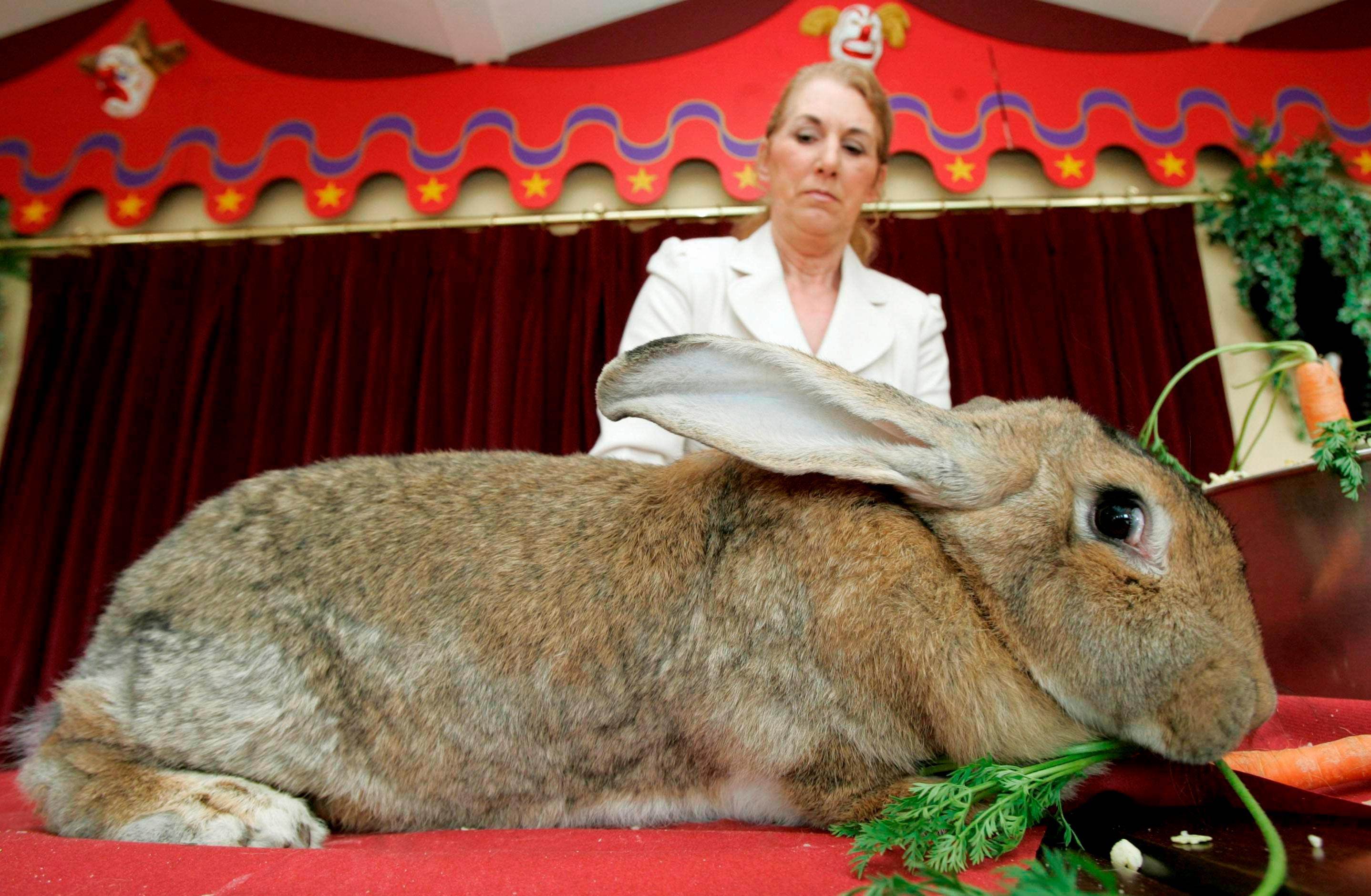 Самый большой кролик, самые огромные кролики мира, кролик-гигант (фото)