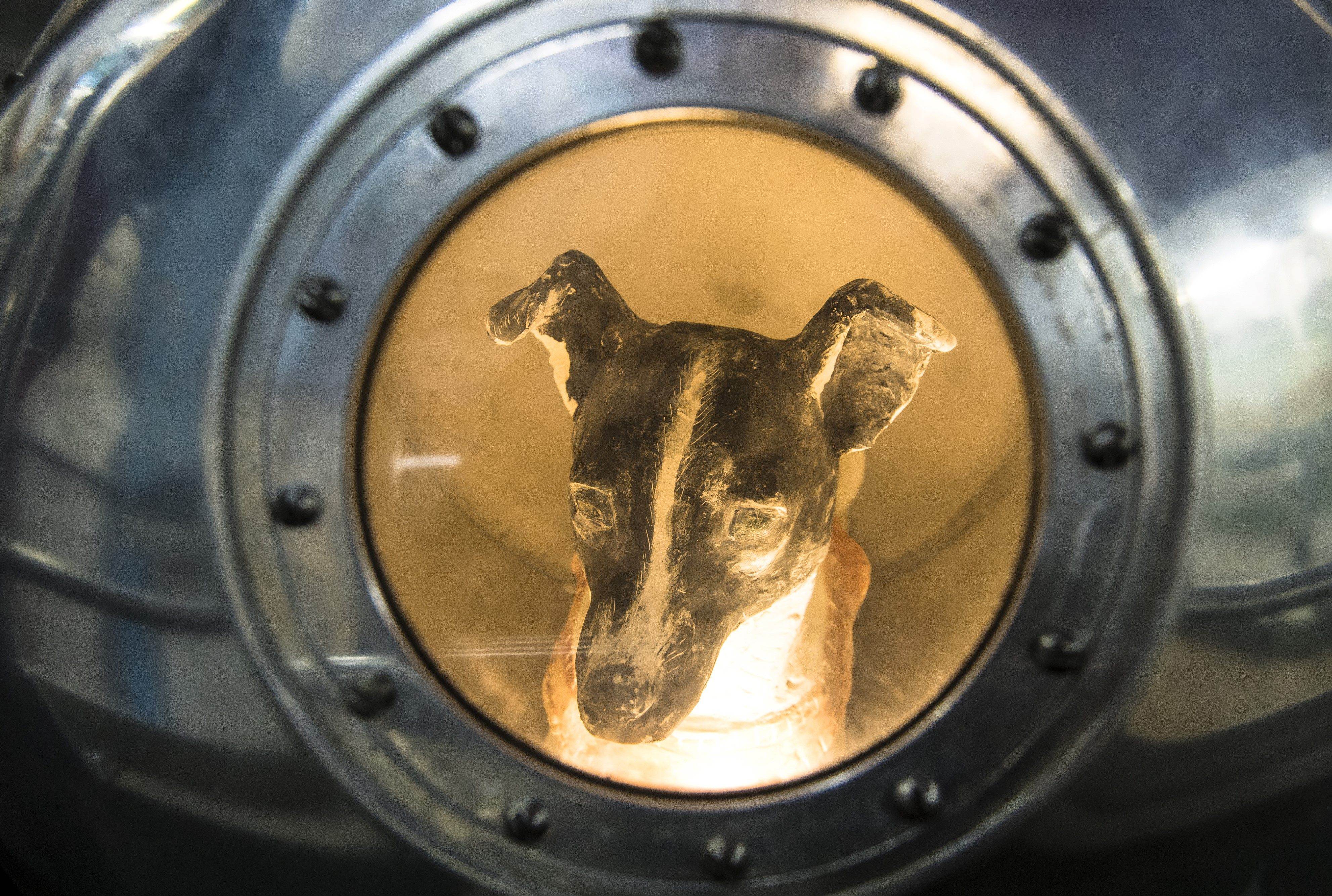 Первые собаки побывавшие в космосе: цыган, дезик и другие | звездный каталог