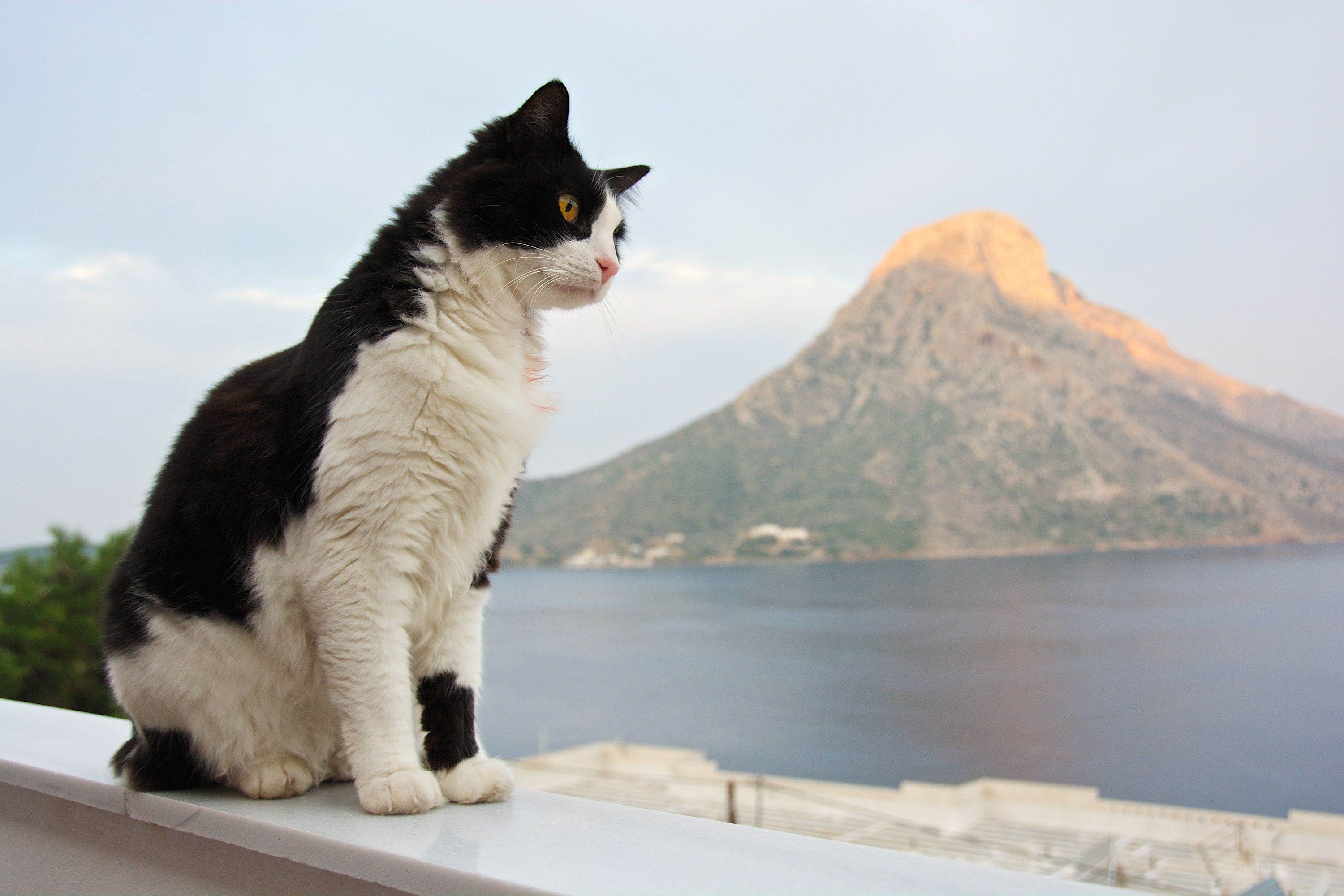 Эгейская кошка: описание породы, фото, история происхождения, характер и поведение