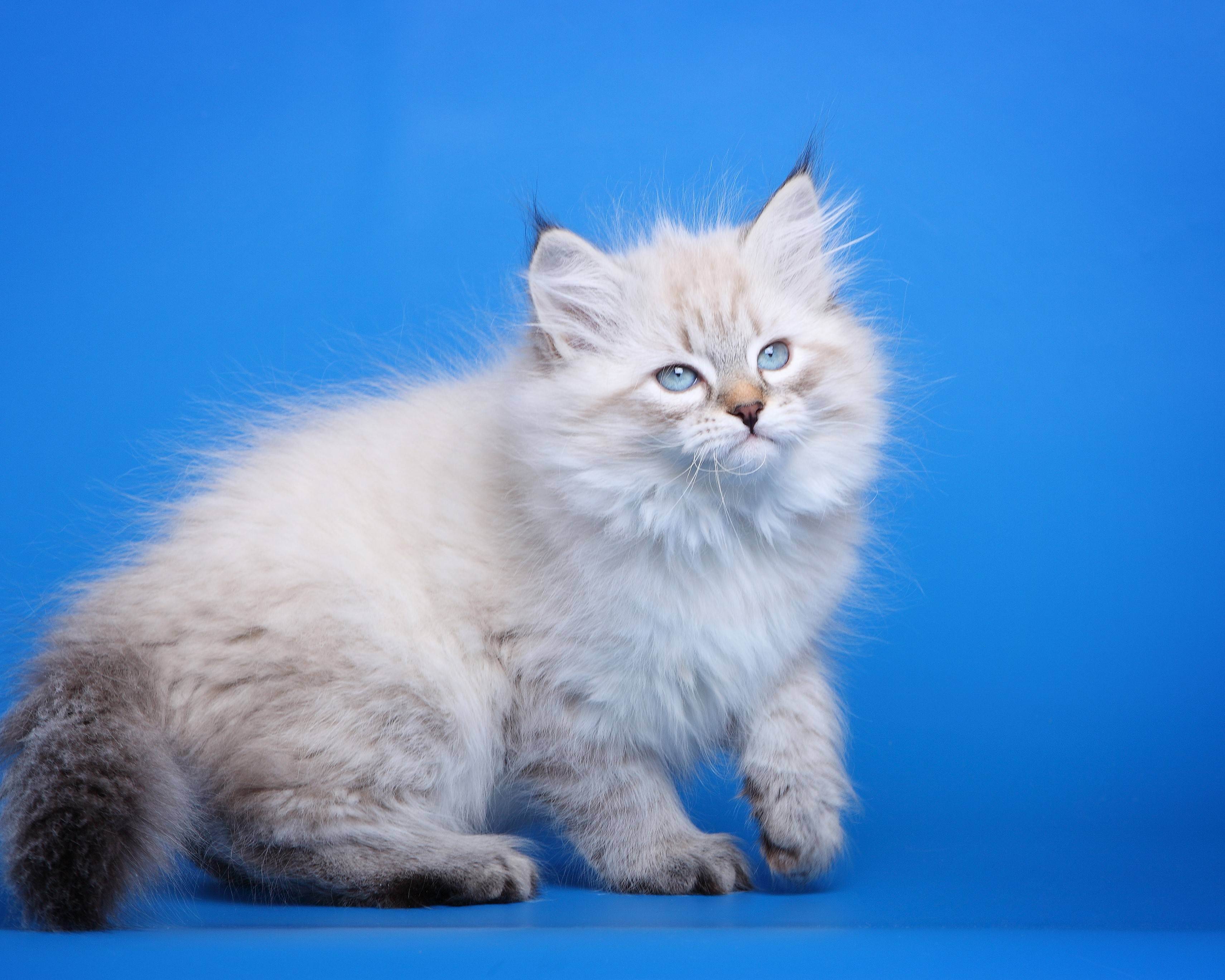 Невская маскарадная кошка: описание породы, достоинства и недостатки