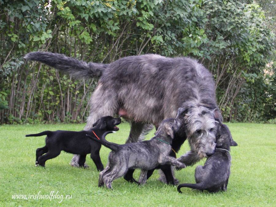 Ирландский волкодав – фото, история и описание породы собак - моя ирландия