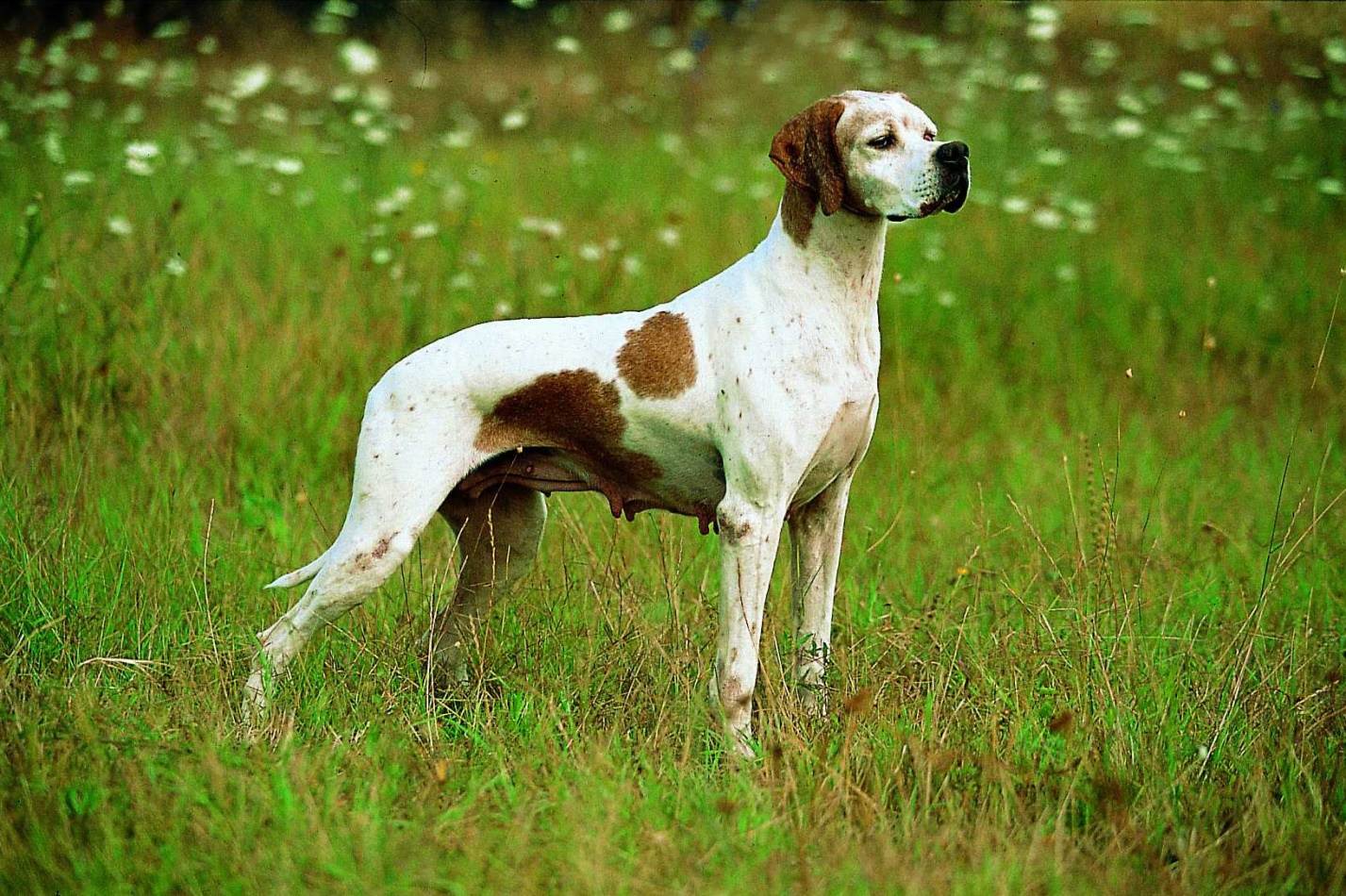 Пойнтер - порода собак для охоты: содержание английских и немецких пойнтеров