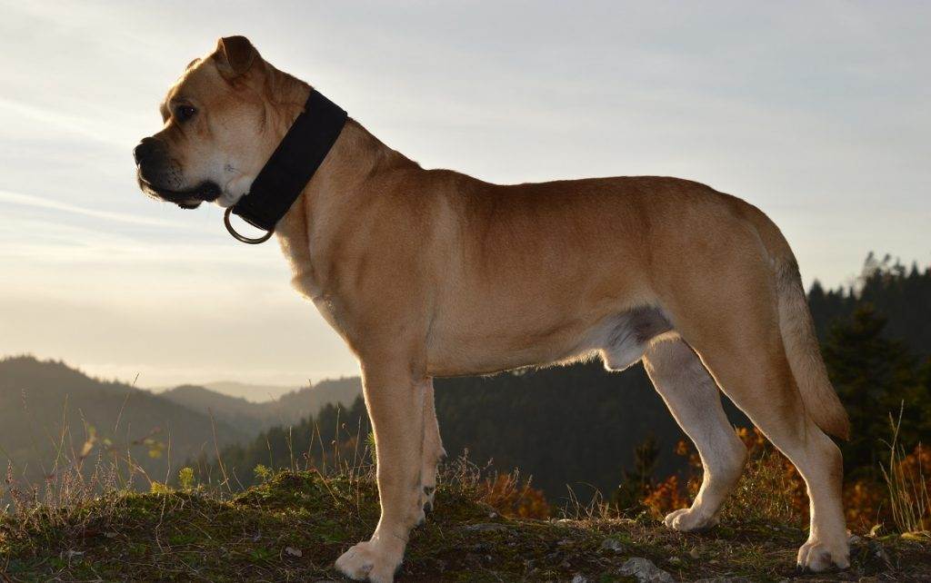 Порода собак ка-де-бо (майорский мастиф): описание, характер, уход, фото, видео
