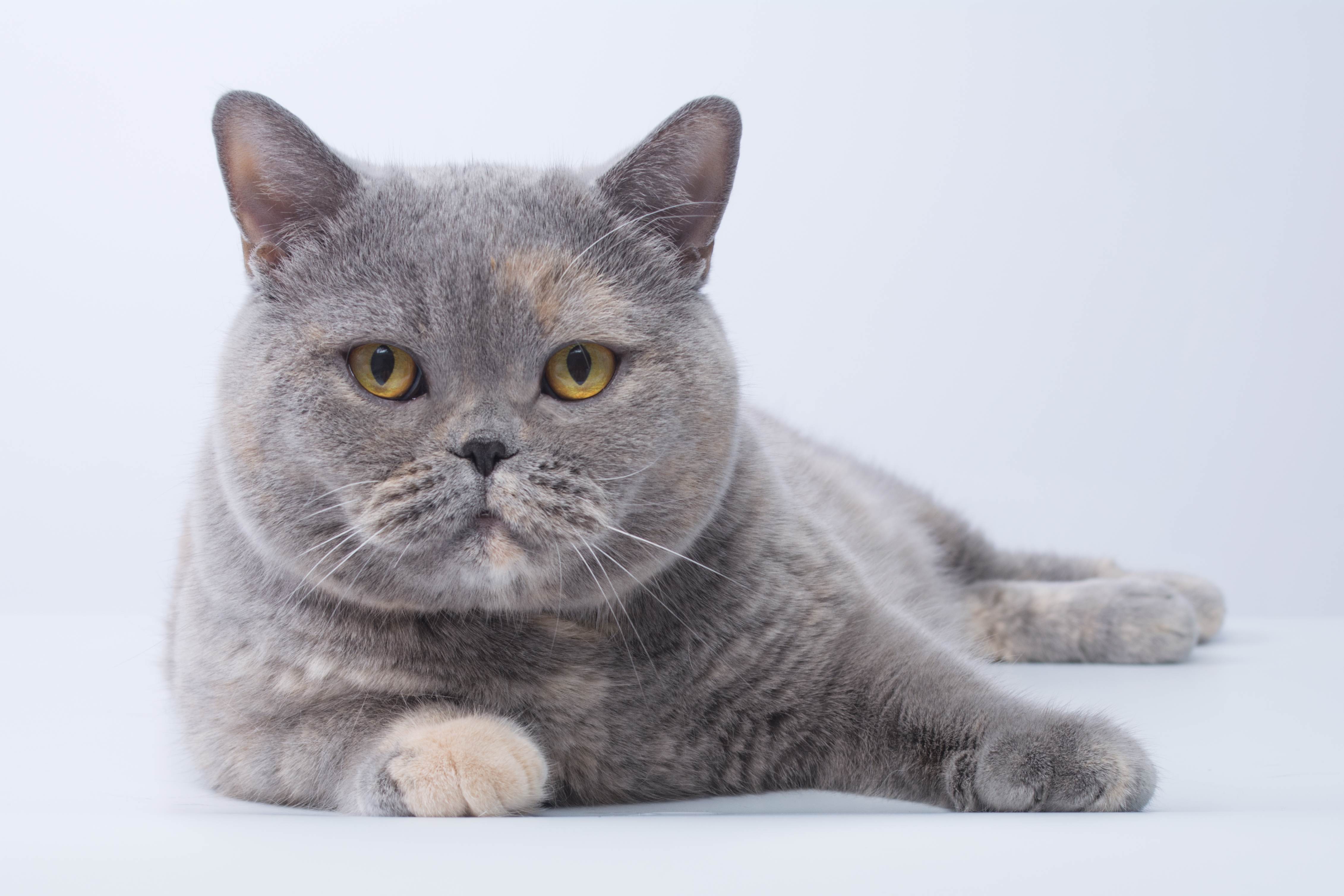 Фотографии породы британских кошек. Британская короткошёрстная кошка голубая. Британская кошка короткошерстная серая. Британская короткошёрстная кошка шартрез. Британский короткошерстный кот голубой.
