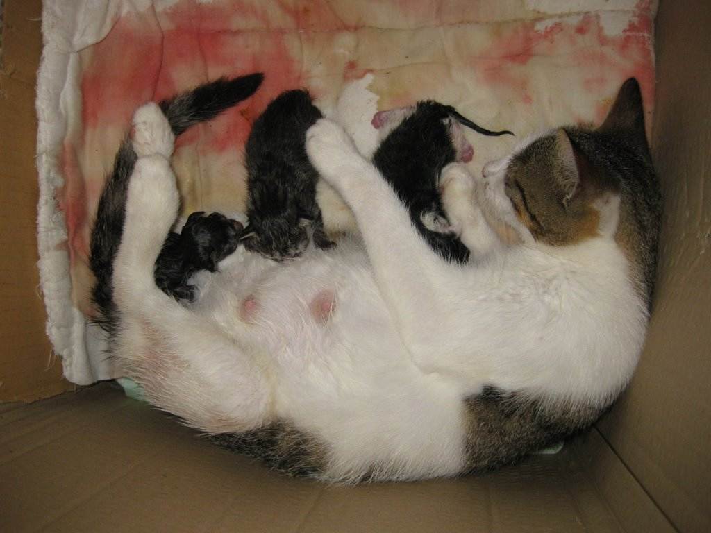 Как рожают кошки в первый раз: начало процесса, что делать хозяину, появление котят