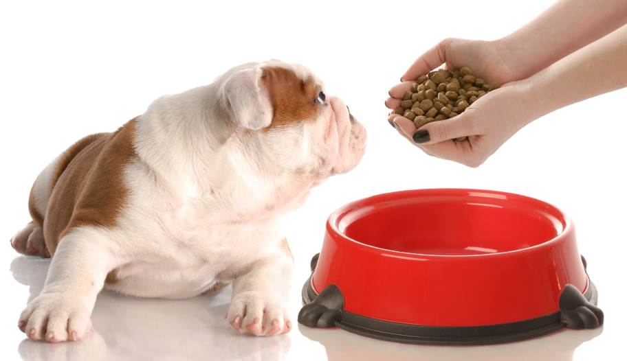 Чем кормить стерилизованную собаку?