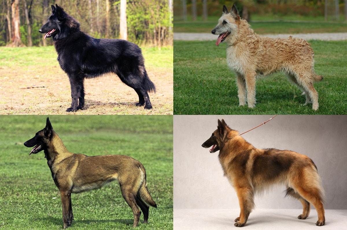Бельгийская овчарка — несколько собак в одной: тервюрен, лакенуа, грюнендаль и малинуа ⋆ собакапедия