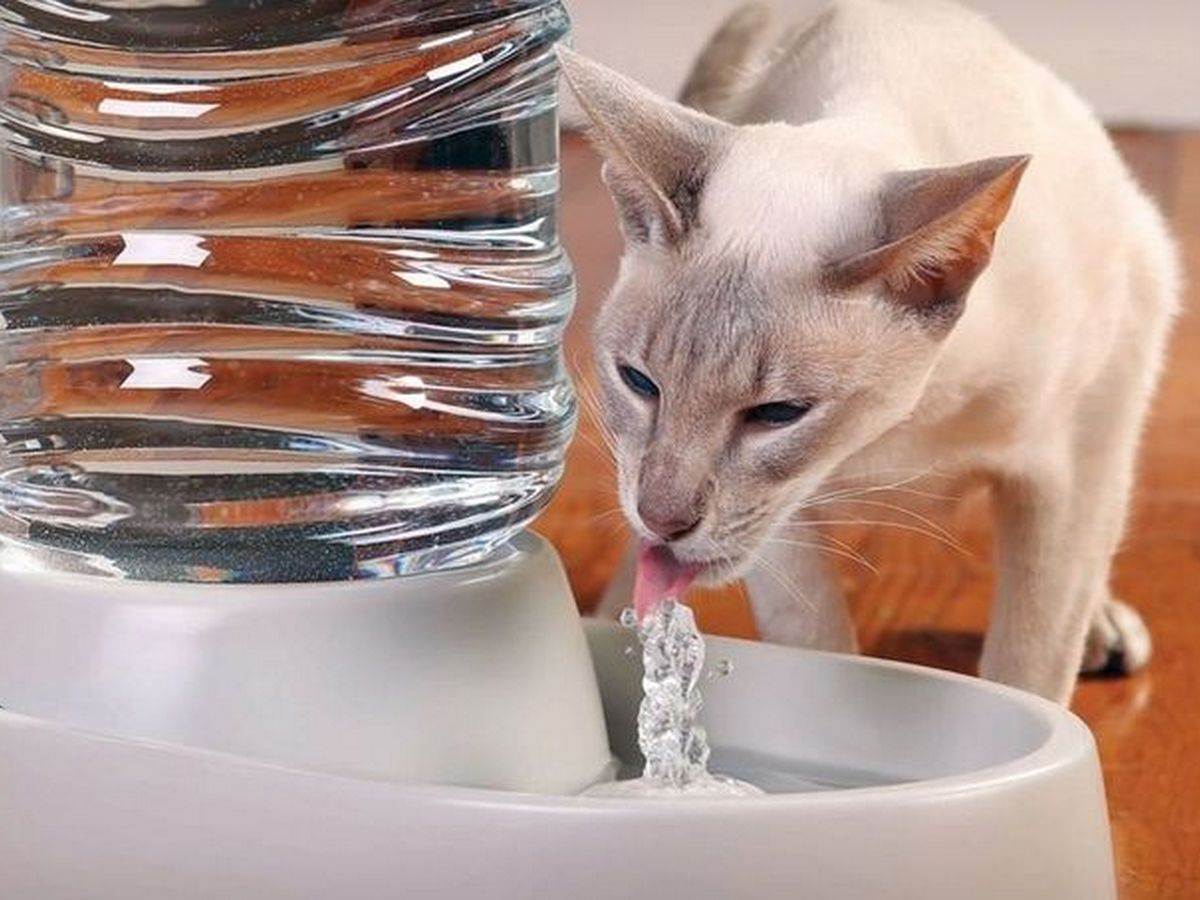 Чем и как кормить кошку правильно: что можно давать и сколько
