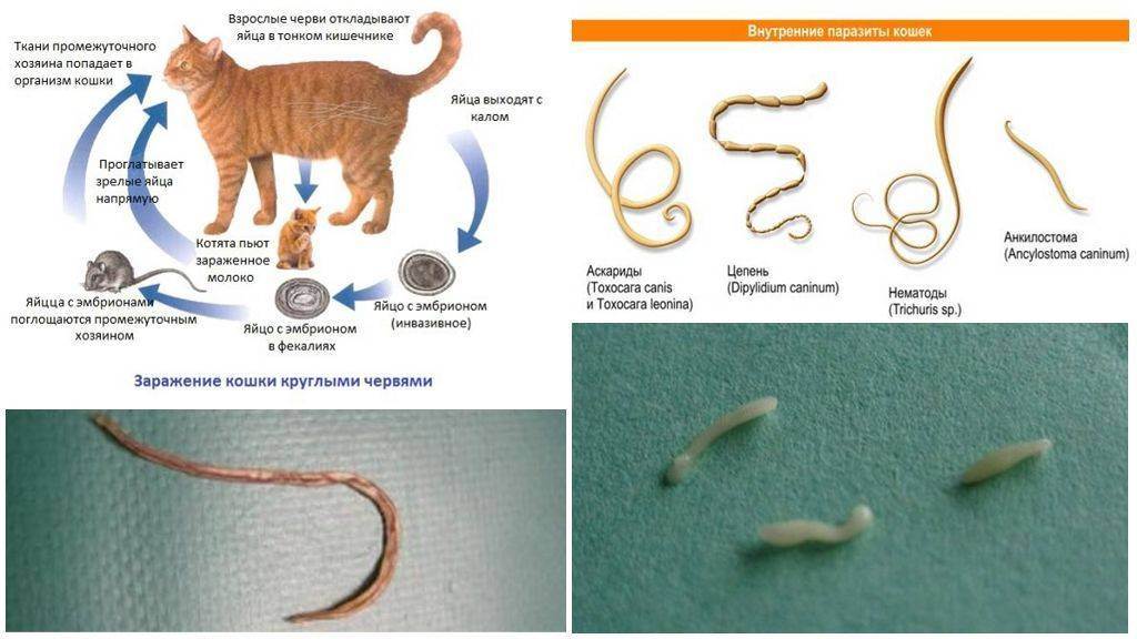 Глисты у кошек: симптомы, методы лечения и способы заражения гельминтами (инструкция + рекомендации)