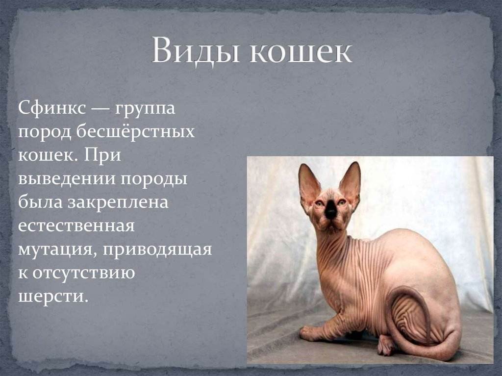 Сфинкс кошка: характер достоинства и недостатки уход;