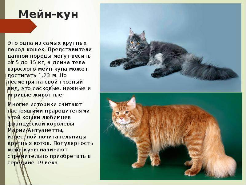 Описание породы мейн-кун: особенности ухода за ласковыми кошками-гигантами