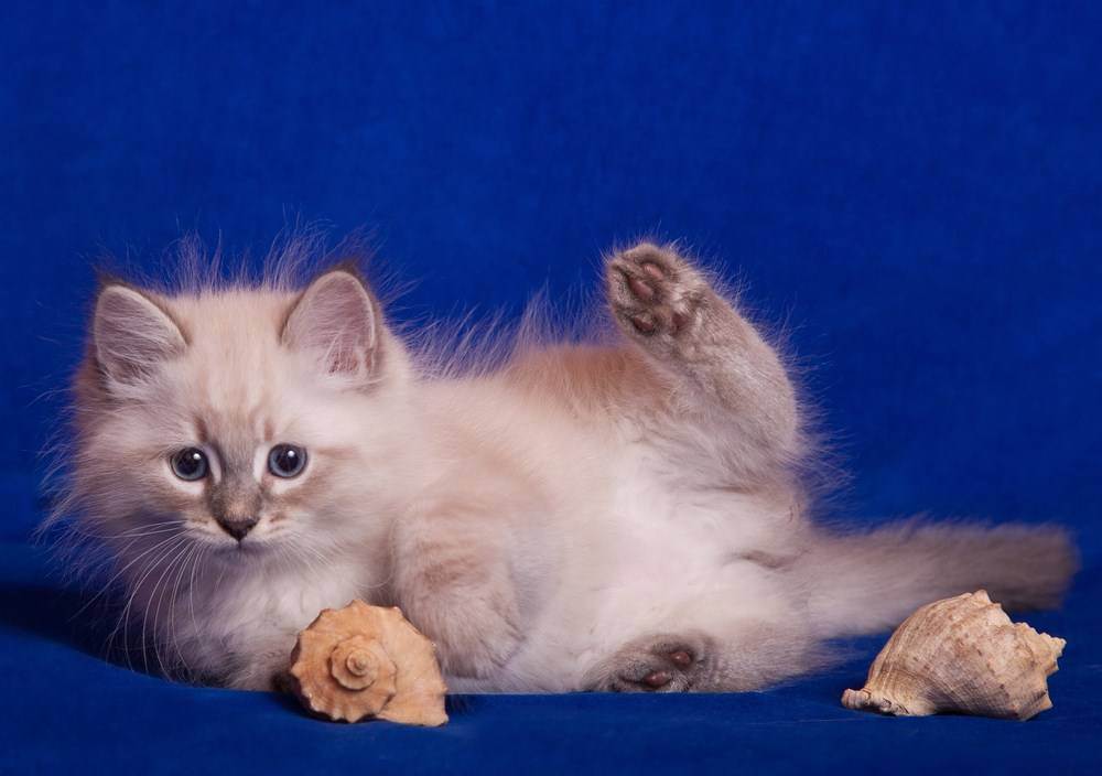 Невская маскарадная кошка: описание породы, характер, отзывы