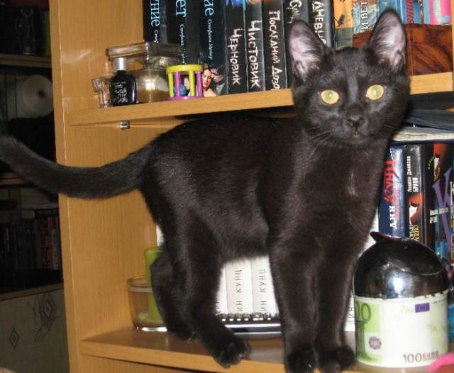ᐉ как назвать черного котенка - ➡ motildazoo.ru
