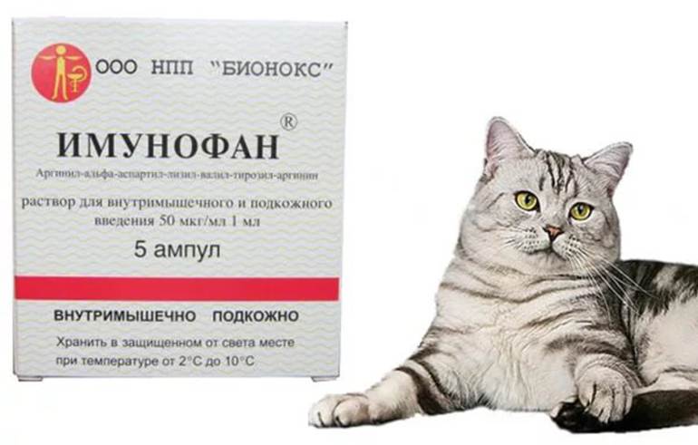 Препарат Имунофан: средство для стимуляции иммунитета кошки