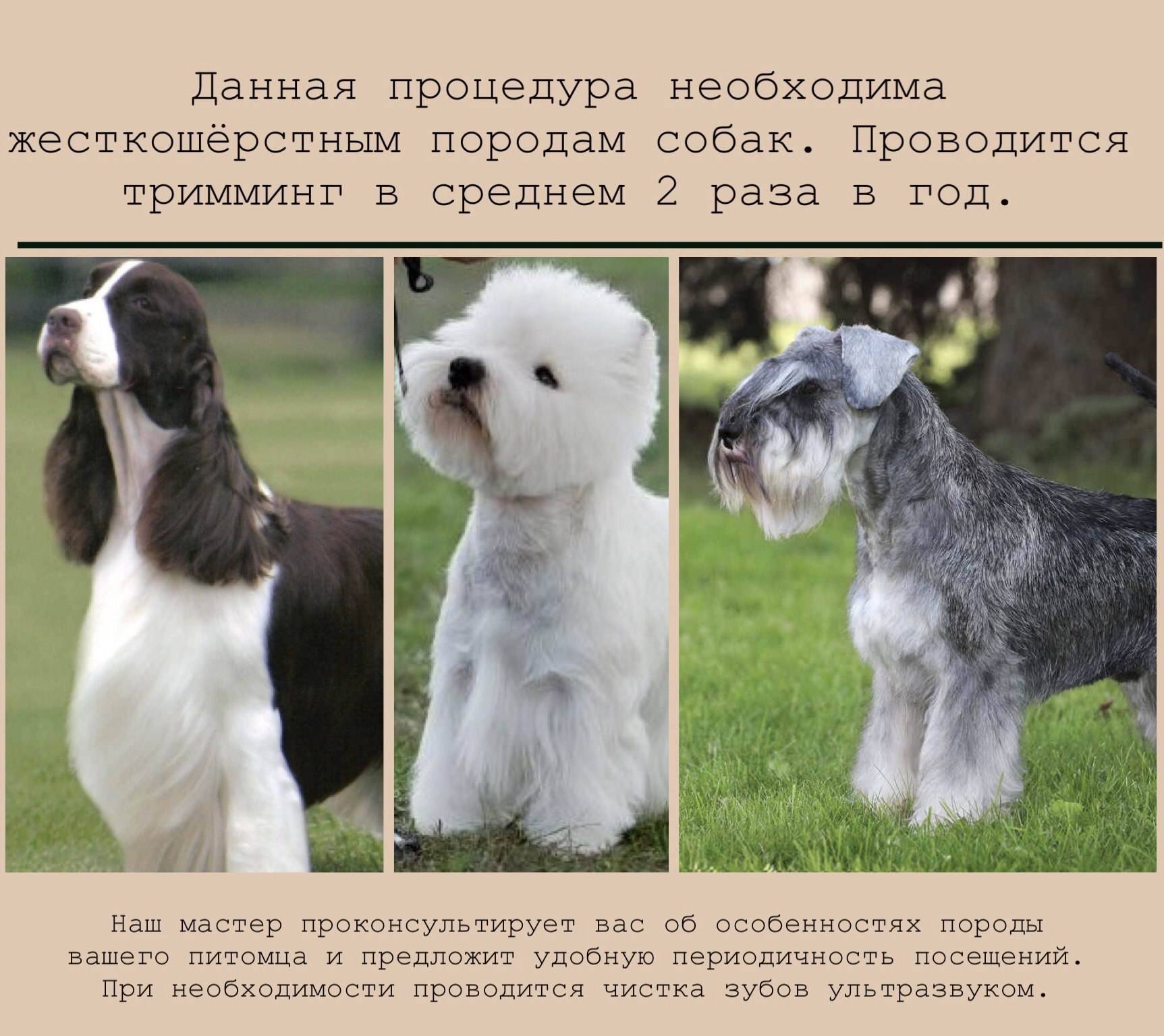 Цвергшнауцер: описание породы, характеристика и фото — pet-mir.ru