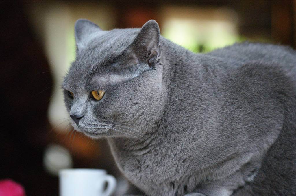 Шартрез: описание породы кошек с фото — pet-mir.ru