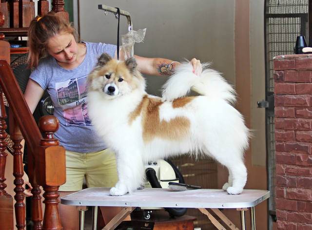 Тайский бангку: собака, которая не знает ни страха, ни боли - pettips