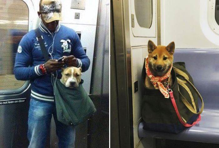 ᐉ правила провоза собаки в метро