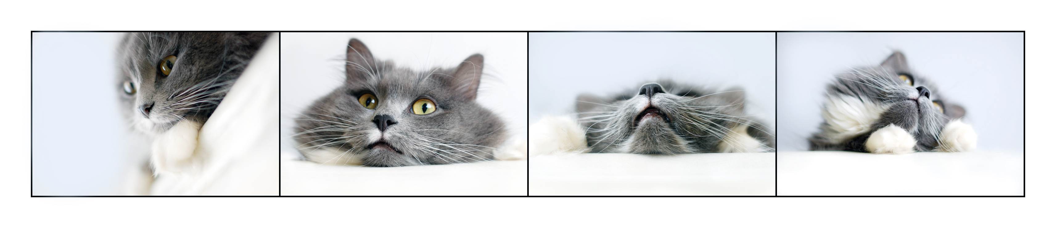 Можно ли определить породу котенка, кота или кошки по фото, как отличить породистое животное от обычного: 5 критериев