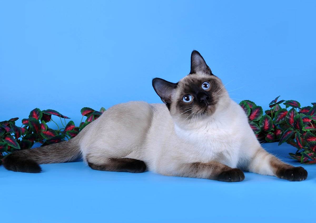 Тайская кошка: история породы, советы по уходу за питомцем
