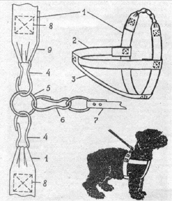 Шлейка для собаки своими руками: пошаговая инструкция в 5 этапов