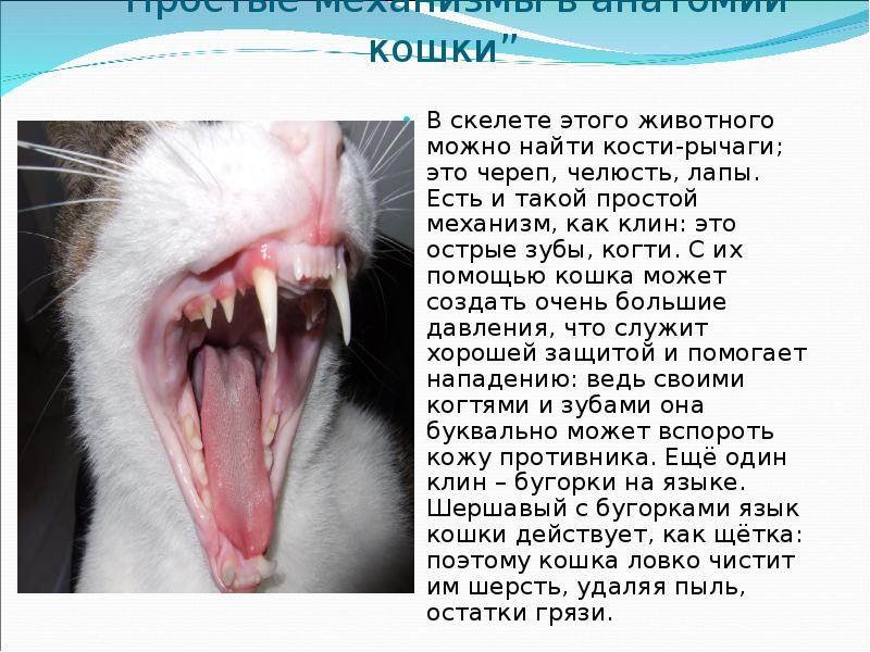 Когда у котят меняются зубы на постоянные, в каком возрасте