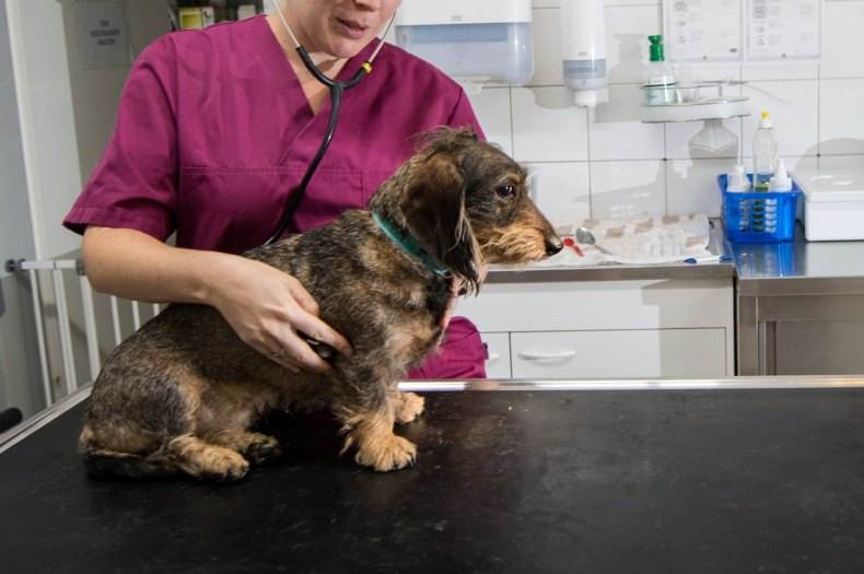 Коронавирус у собак: причины, симптомы и лечение