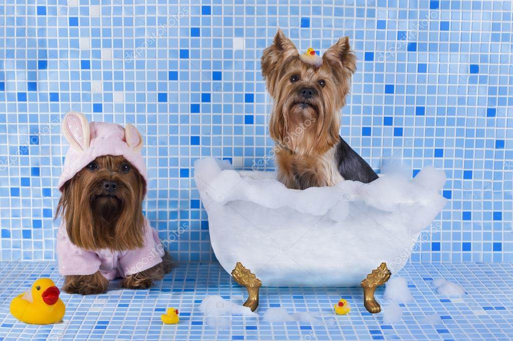 11 лучших шампуней для собак