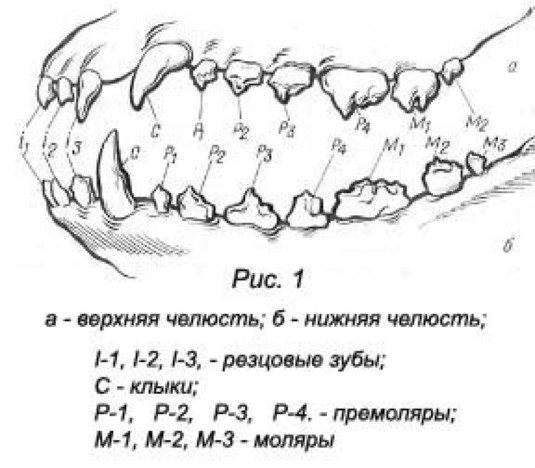 Зубы собаки (молочные и коренные)– схема, болезни и лечение 2022