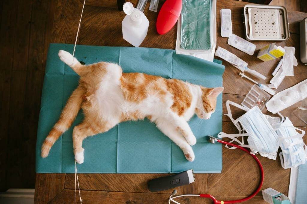 Уретростомия – спасение для котов « ветеринарная клиника стелла. ветеринарные услуги для кошек и собак. вызов ветеринарного врача на дом в москве.