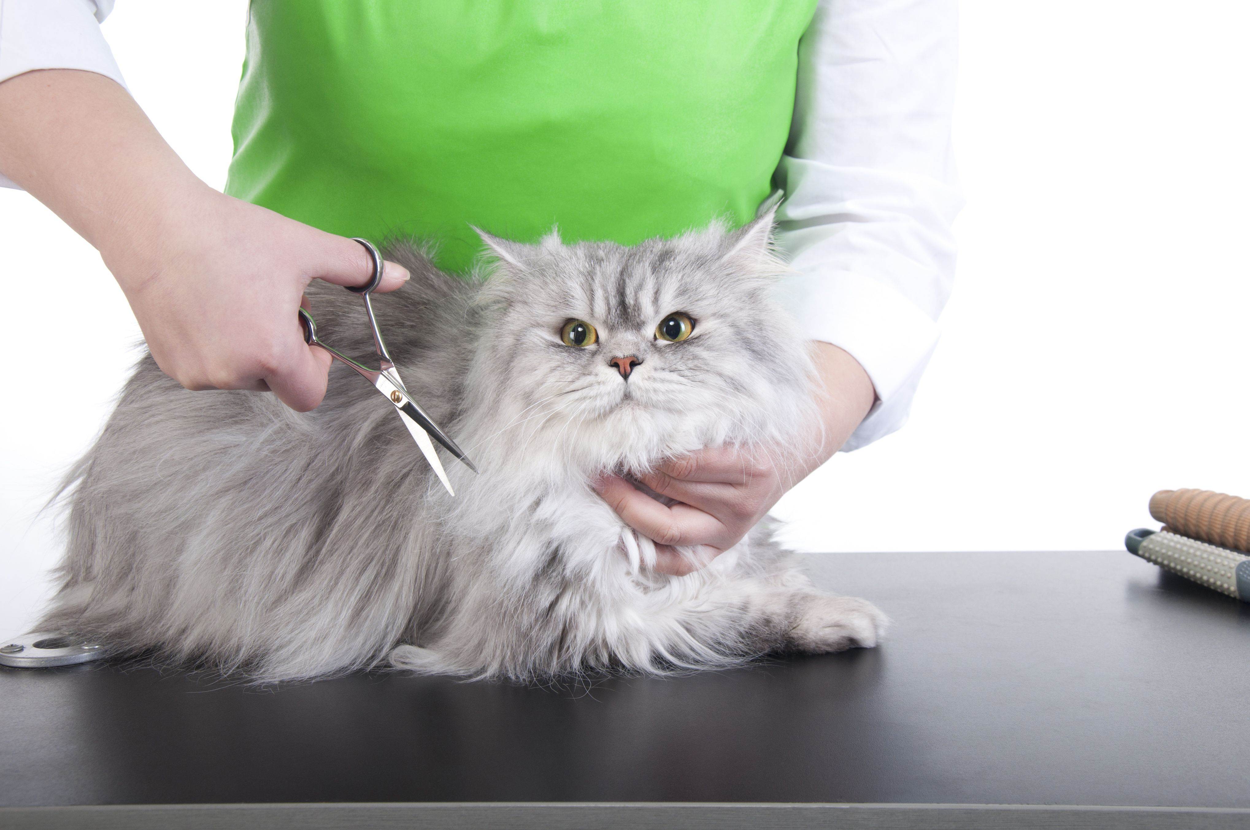 Экзотическая длинношерстная кошка: описание породы с фото — pet-mir.ru