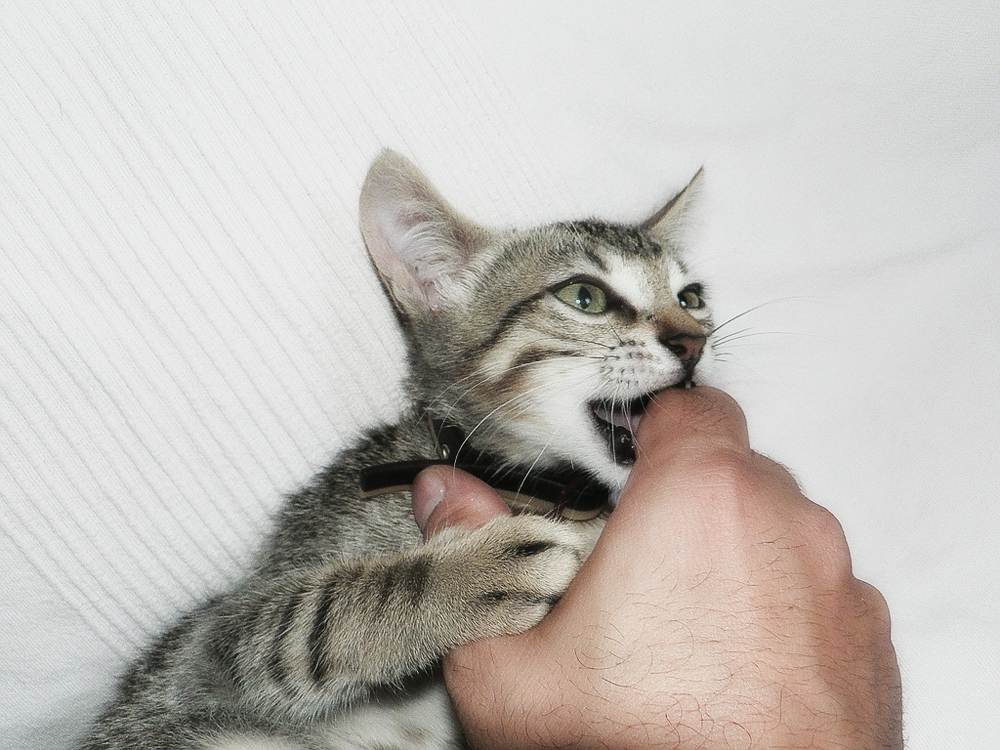 Кошка укусила, и от укуса опухла рука или нога: что делать, чем лечить в домашних условиях?