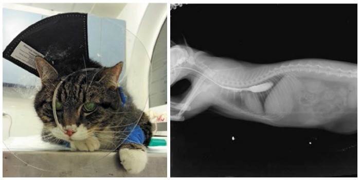 Рак у кошек: 95 фото основных признаков и симптомов злокачественной опухоли