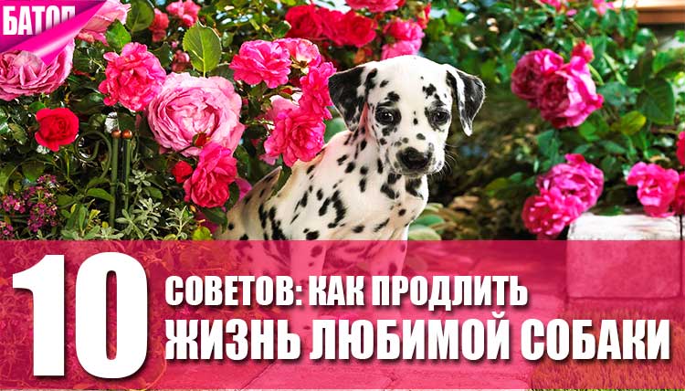 ᐉ продолжительность жизни собаки в домашних условиях – сколько живут дворняжки? - zoomanji.ru
