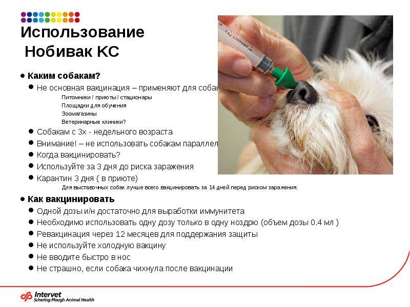 Карантин после прививки от бешенства у собак: через сколько дней после вакцинации можно гулять
