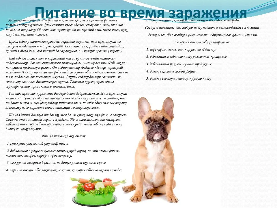 Когда кормить собаку до или после прогулки: правила выгуливания