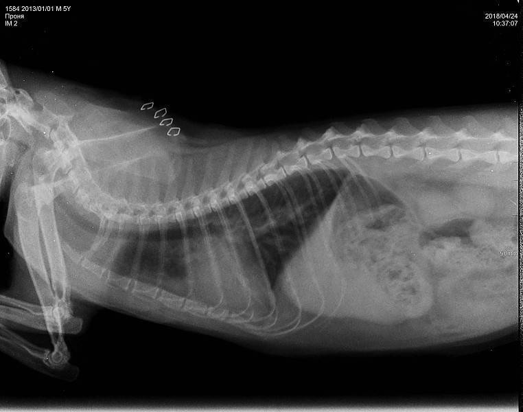 11 симптомов воспаления легких у кошек - диагностика, лечение