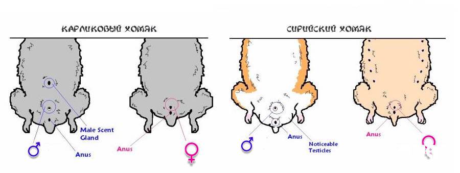 Как определить пол хомяка и отличить мальчика от девочки, самцы и самки джунгарских и сирийских пород