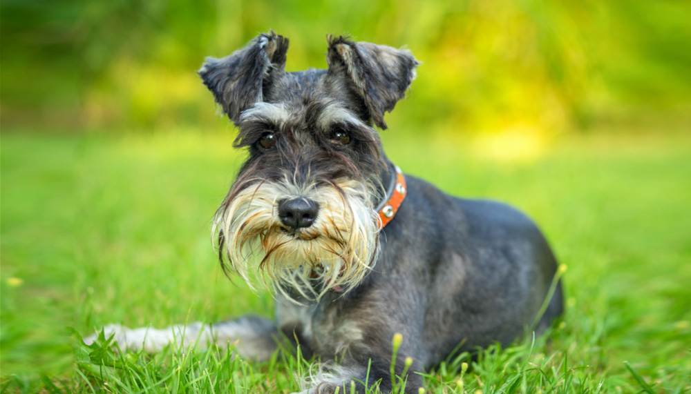Миттельшнауцер — фото, описание и особенности породы собак