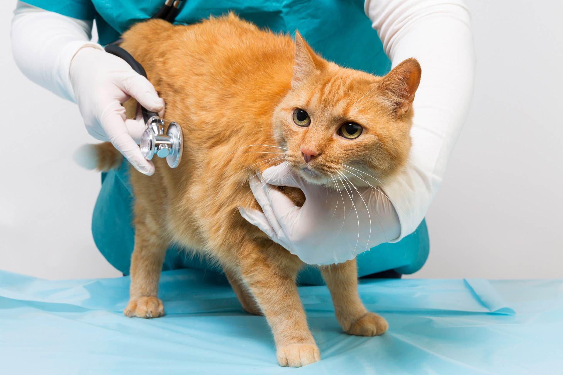 Хроническая почечная недостаточность (хпн) у кошек: симптомы, лечение
