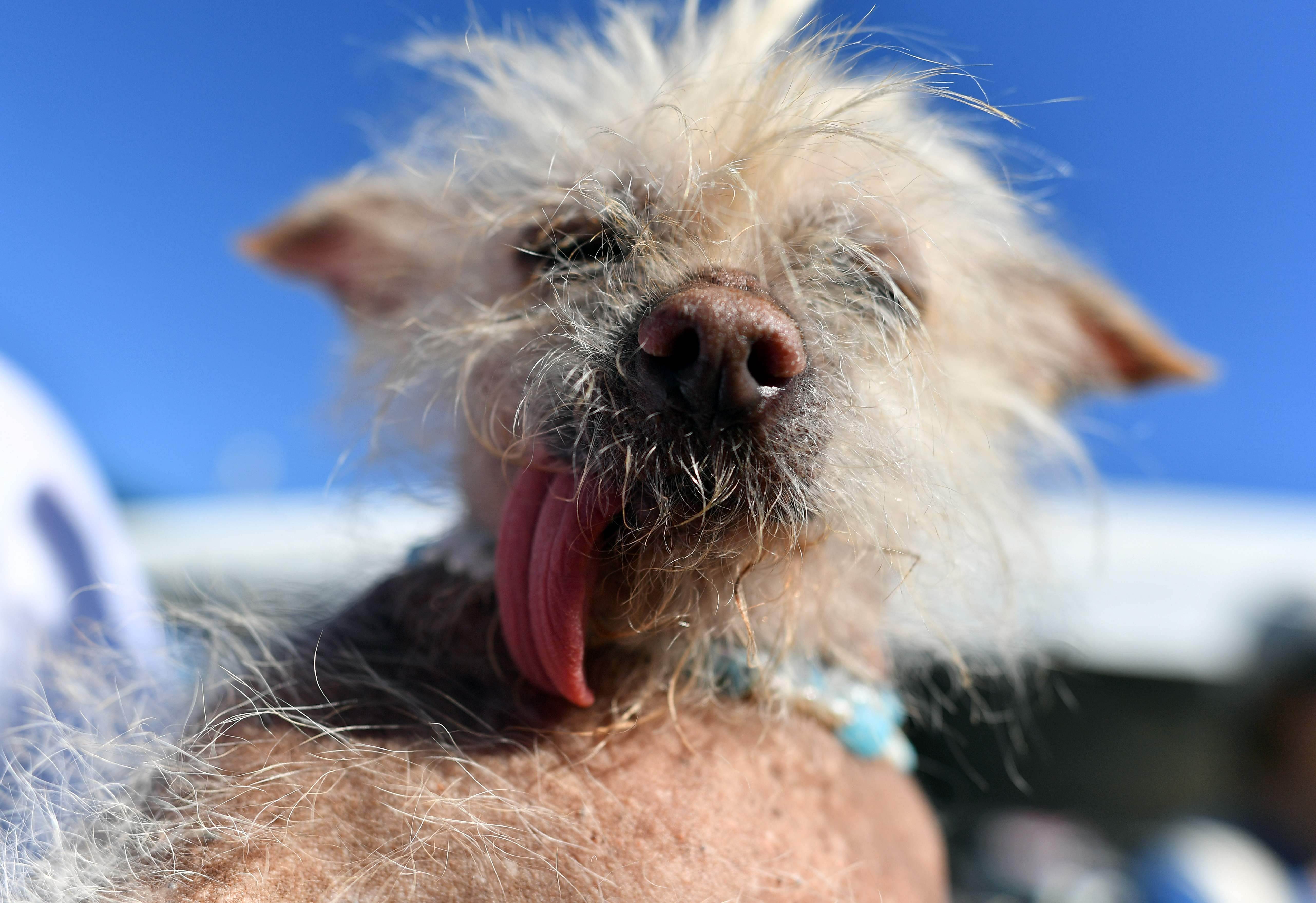 Самая уродливая собака в мире: конкурс некрасивых пород
