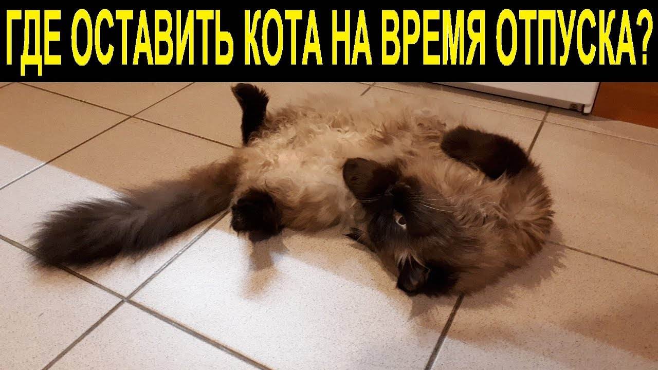 ᐉ что значит передержка животных, временное содержание кошек - zooshop-76.ru