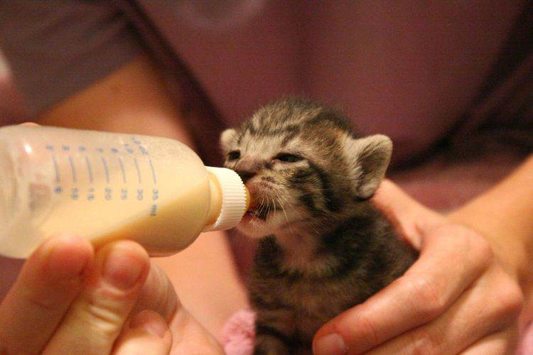 Как правильно ухаживать за новорожденными котята без кошки? советы на petstory