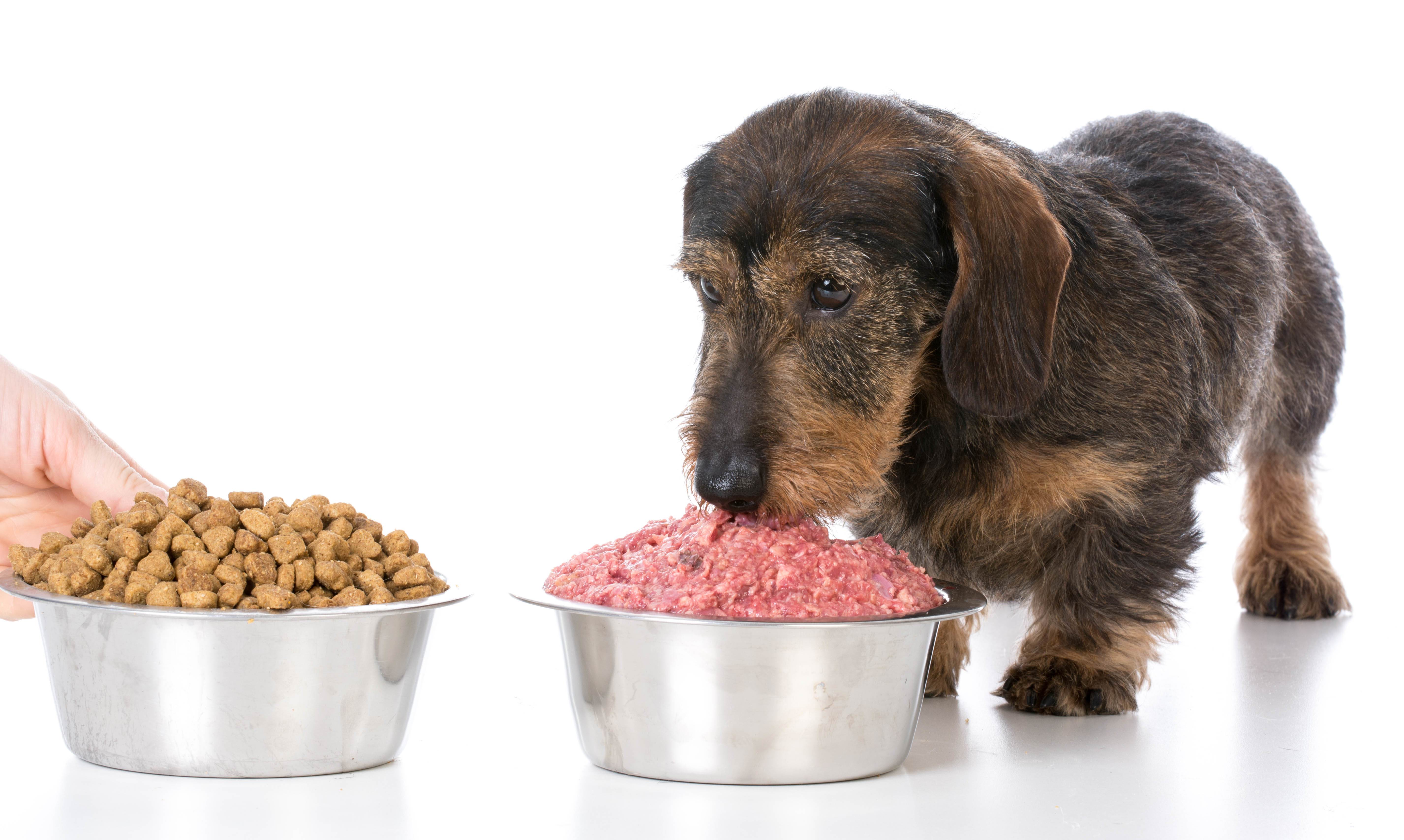 Выбор способа кормления собаки: ежедневый рацион, полезные, вредные продукты